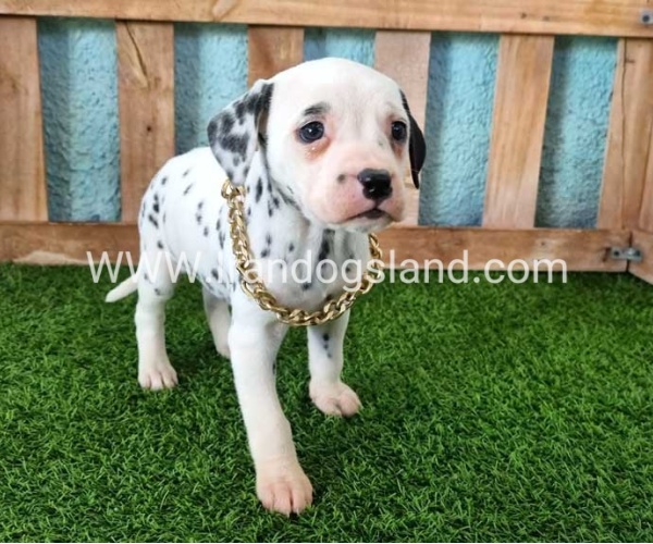 --dalmation-124_6