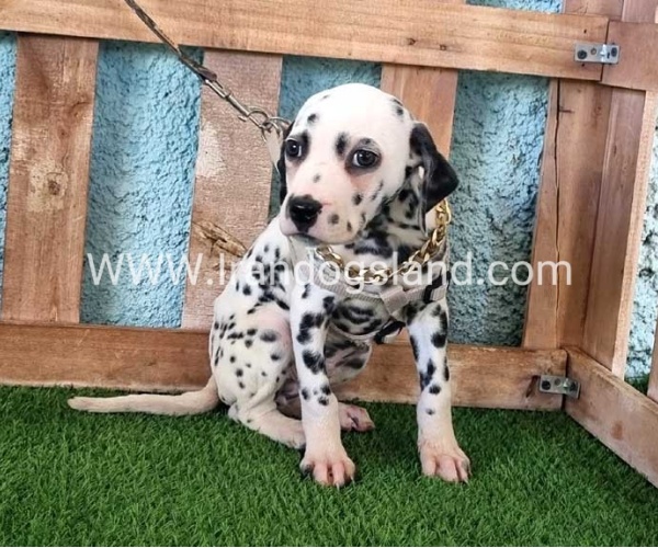 --dalmation-125_2