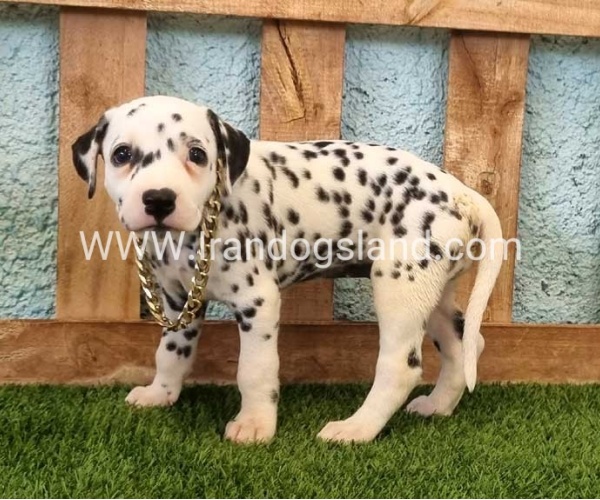 --dalmation-140_7