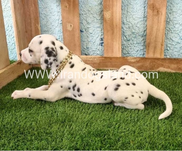 --dalmation-143_1