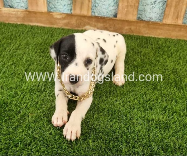 --dalmation-143_7