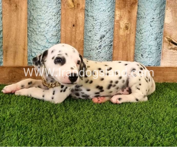 --dalmation-145_4