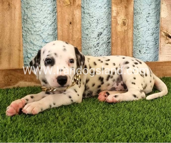 --dalmation-145_5