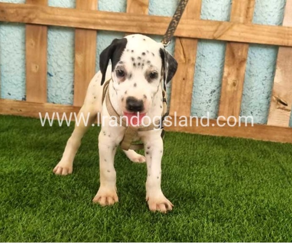 --dalmation-149_4