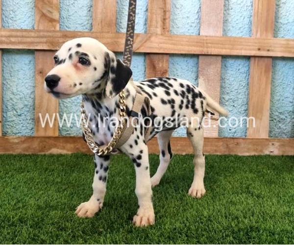 --dalmation-153_6