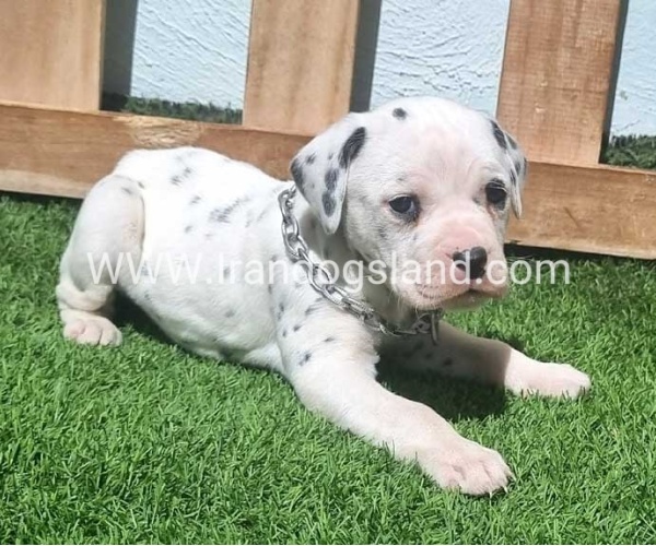 --dalmation-180_3