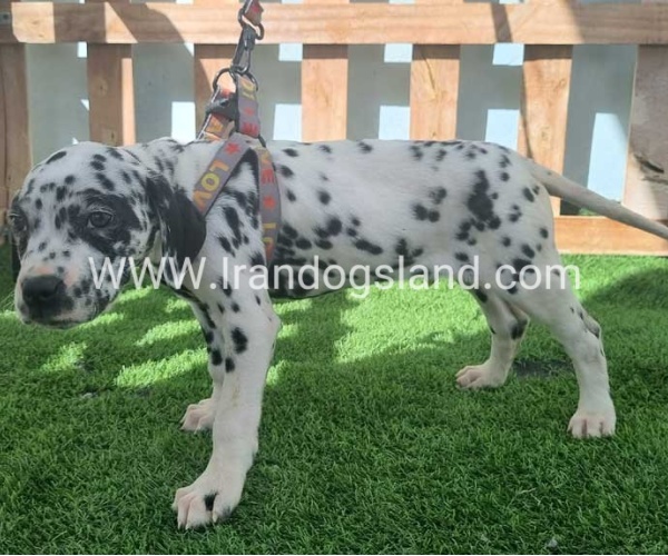 --dalmation-184_7