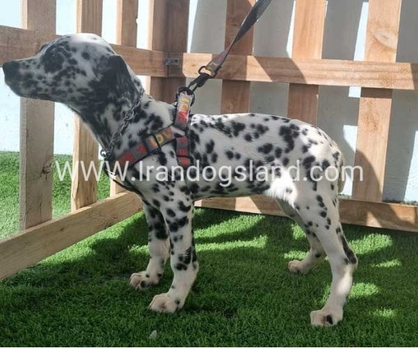 --dalmation-186_3