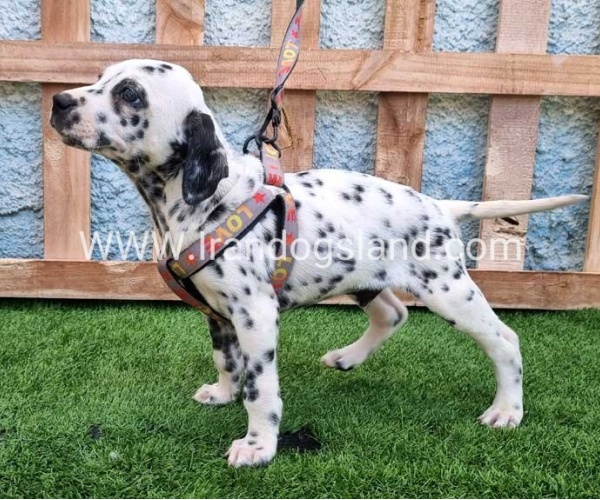 --dalmation-193_7