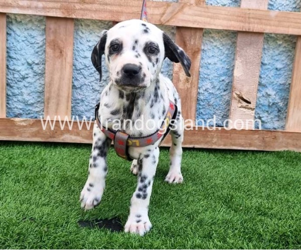 --dalmation-193_8