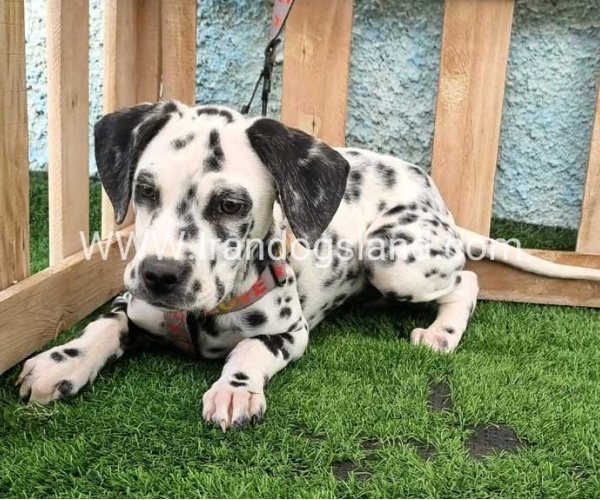 --dalmation-196_1