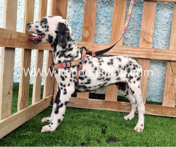 --dalmation-196_2