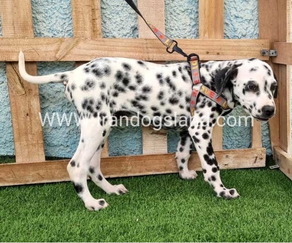 --dalmation-196_3