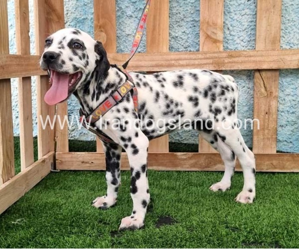 --dalmation-196_4