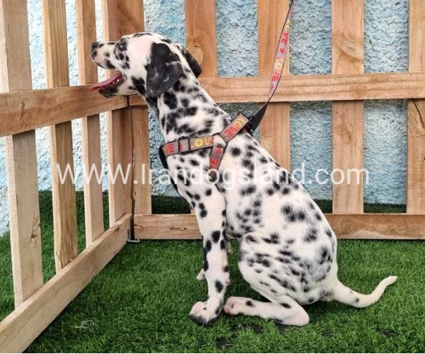 --dalmation-196_5