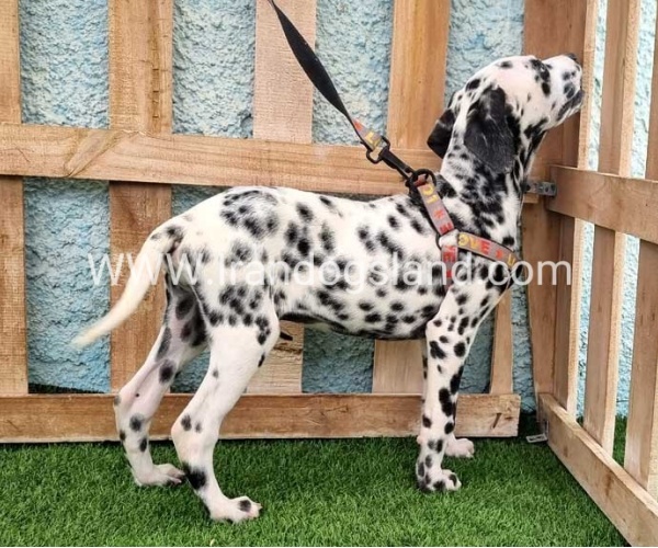 --dalmation-196_6