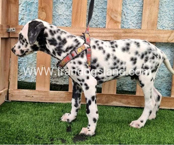 --dalmation-196_7