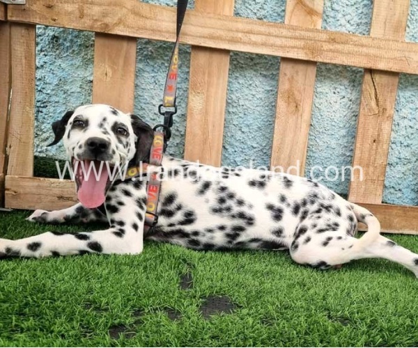--dalmation-196_8