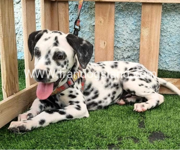 --dalmation-196_9