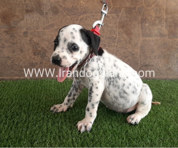 --dalmation-41_2