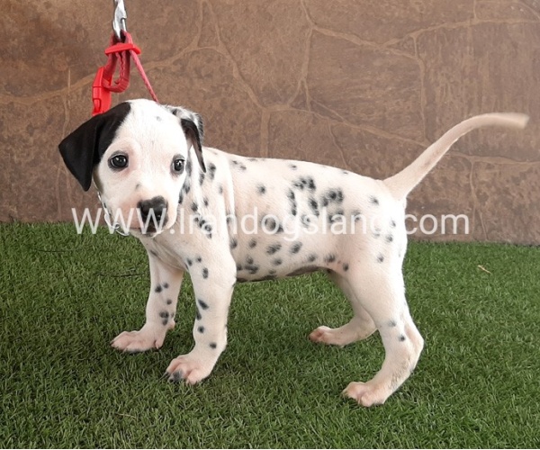 --dalmation-42_12