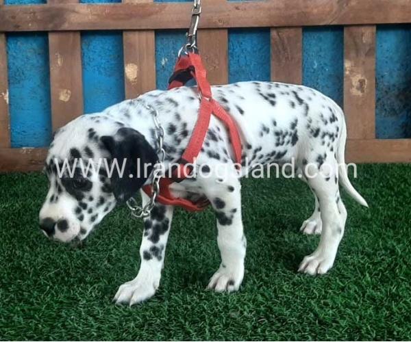 --dalmation-61_5