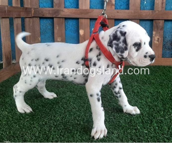 --dalmation-62_3