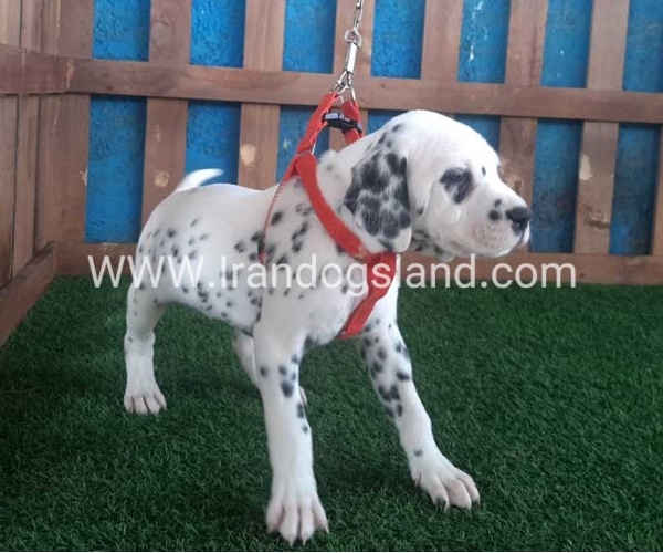 --dalmation-62_6