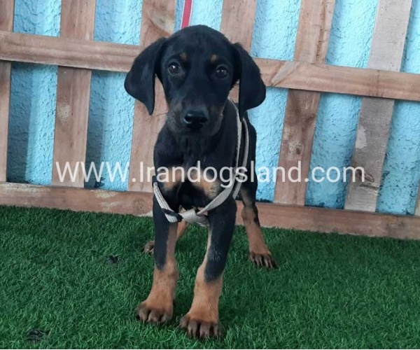 --doberman-102_7