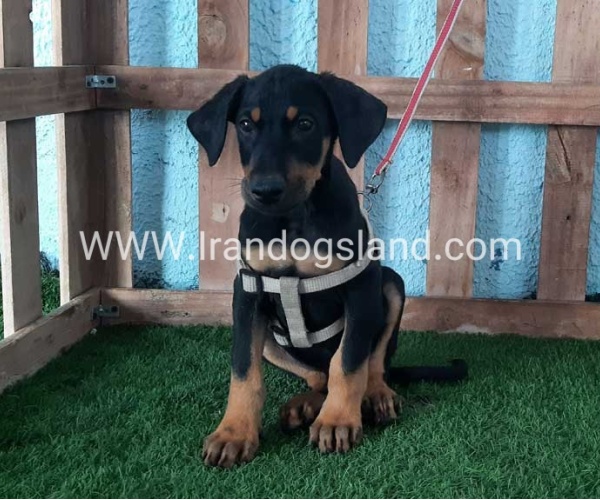 --doberman-103_1