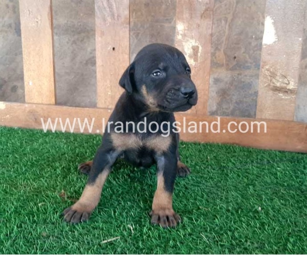 --doberman-41_11