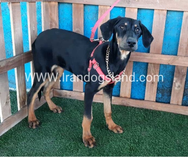 --doberman-74_4