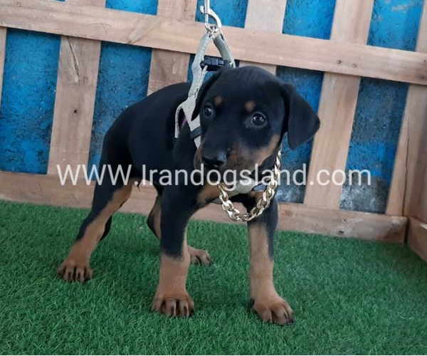 --doberman-84_11