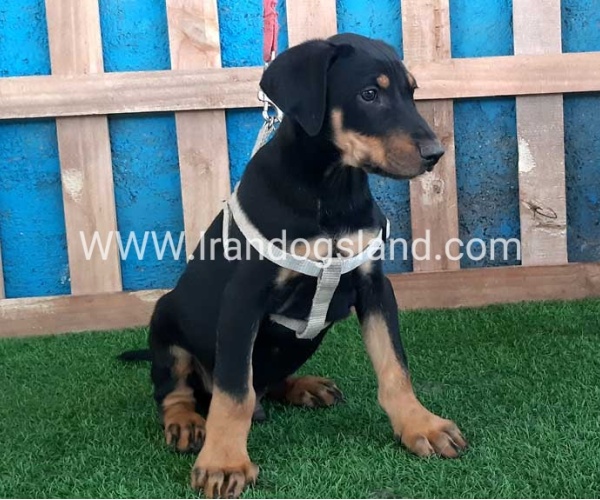 --doberman-92_2
