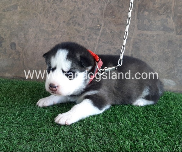 --husky-104_5
