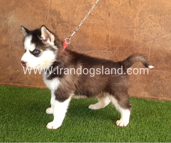 --husky-106_7