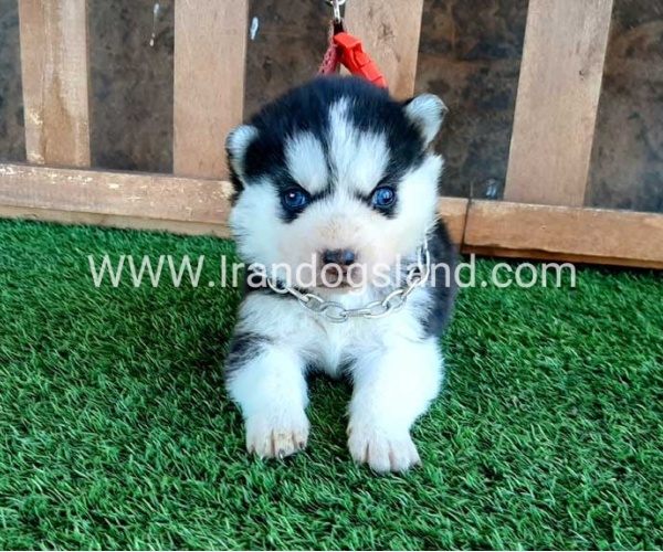 --husky-111_2