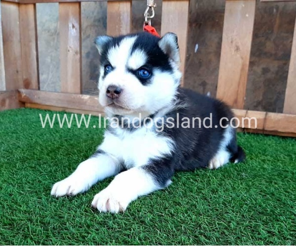 --husky-112_4