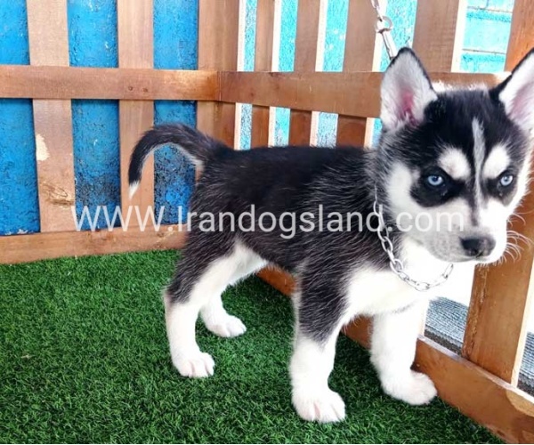 --husky-123_9