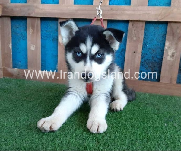 --husky-169_1