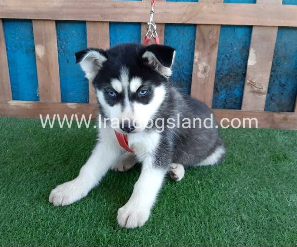 --husky-169_11