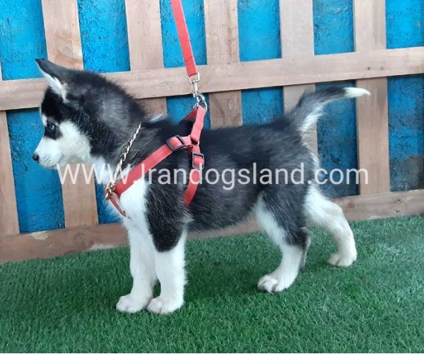 --husky-173_10
