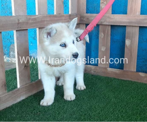 --husky-208_11