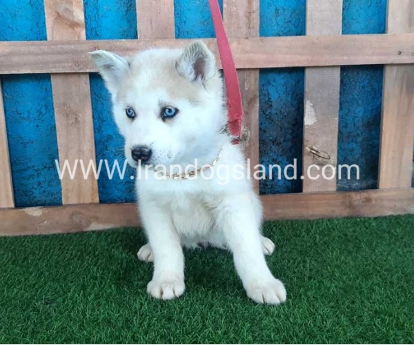 --husky-208_7