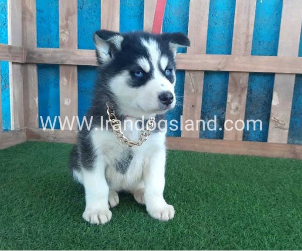 --husky-213_8
