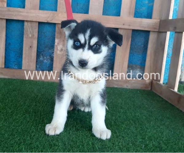 --husky-216_2