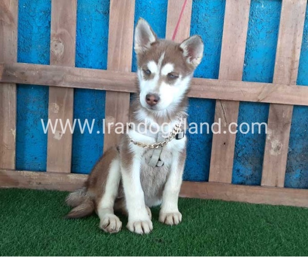 --husky-229_10