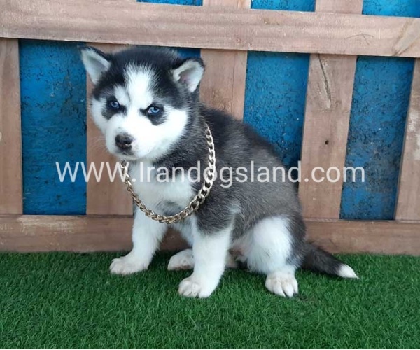 --husky-244_5