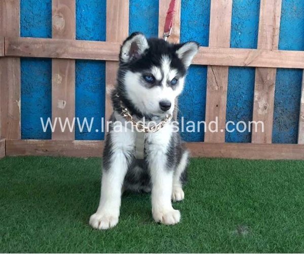 --husky-250_8