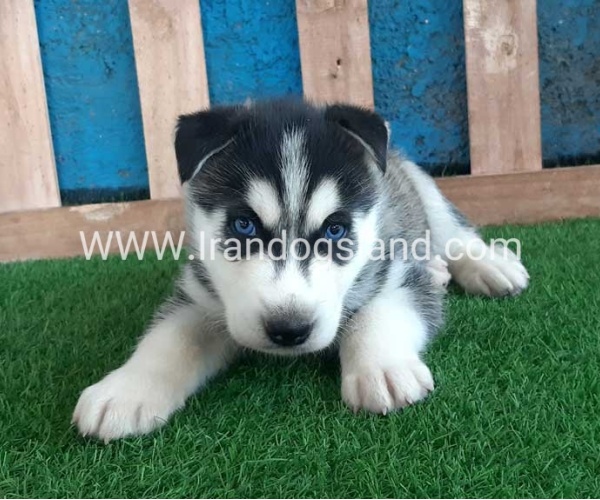 --husky-253_7